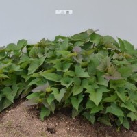 CIP 401055 (plant).jpg