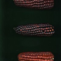 CIMMYTMA 10362 APUC 136 TC22U-2903-153 E.jpg