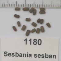 Sesbania sesban 1180 seed.jpg