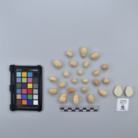 CIP760586_VSOA 55_T.JPG