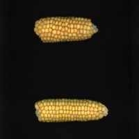 CIMMYTMA 18604 PERU 825 TC20U 2903 17 E11820 _compress.jpg