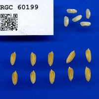 IRGC 60199 Seed Photo