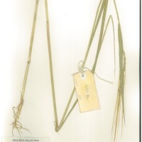 IRGC 92852 Herbarium