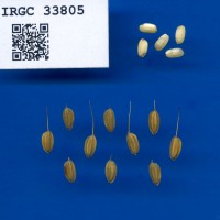 IRGC 33805 Seed Photo