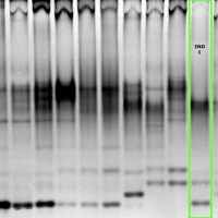 IND1 gel