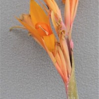 CIP 206016 (flower).JPG